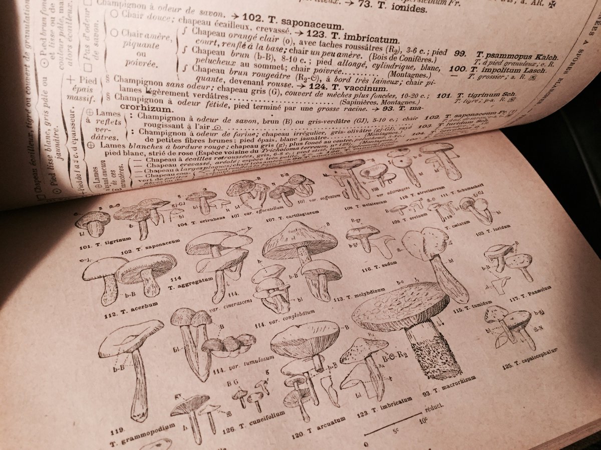 Il y a aussi des cartons de livres dans cette cave, notamment celui-ci sur les champignons #Madeleineproject https://t.co/4xeCjEuhmQ